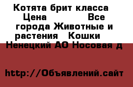 Котята брит класса › Цена ­ 20 000 - Все города Животные и растения » Кошки   . Ненецкий АО,Носовая д.